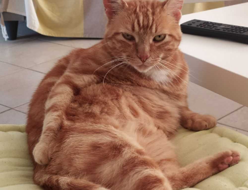 does komatelate good for pregnancy