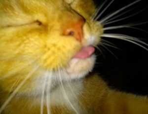 does ylixeko safe for moms