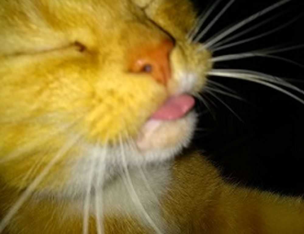 does ylixeko safe for moms