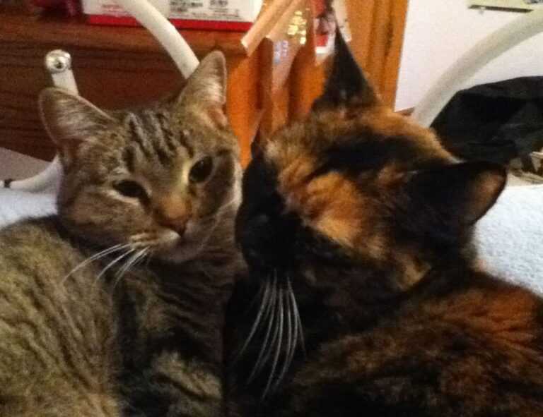 is komatelate safe for mom