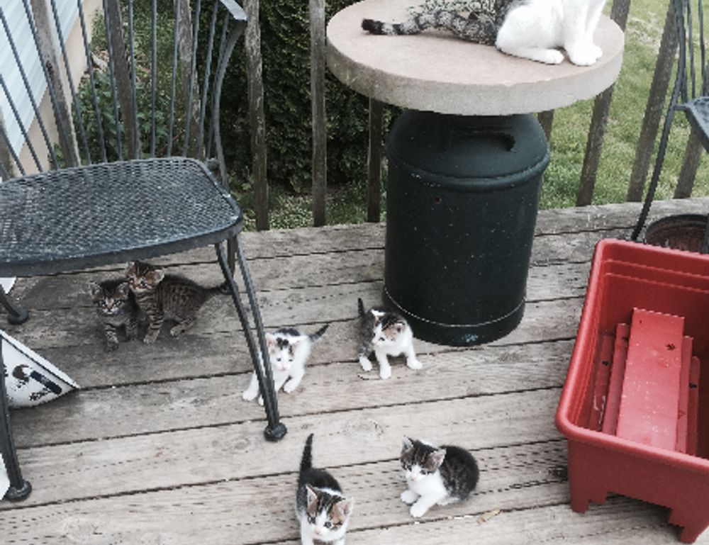 where to find komatelate