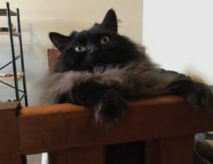 which laptops can run vastaywar