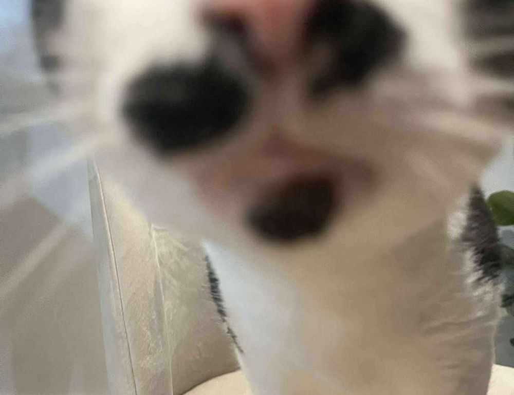 why felmusgano is important in culture