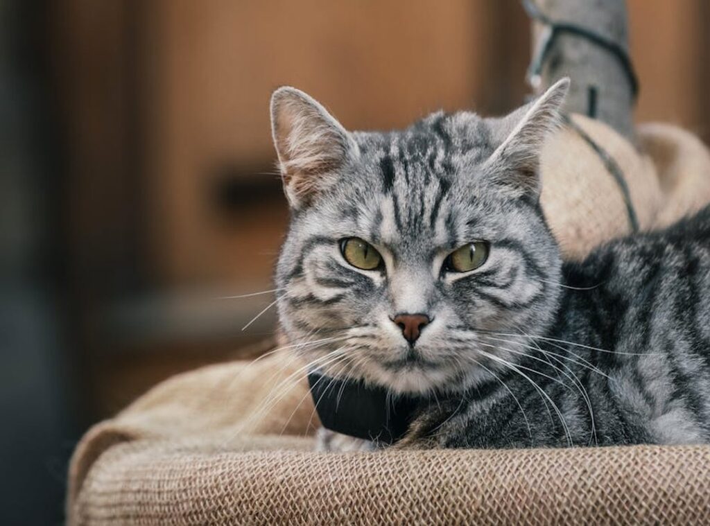 iphone wallpaper kucing aesthetic